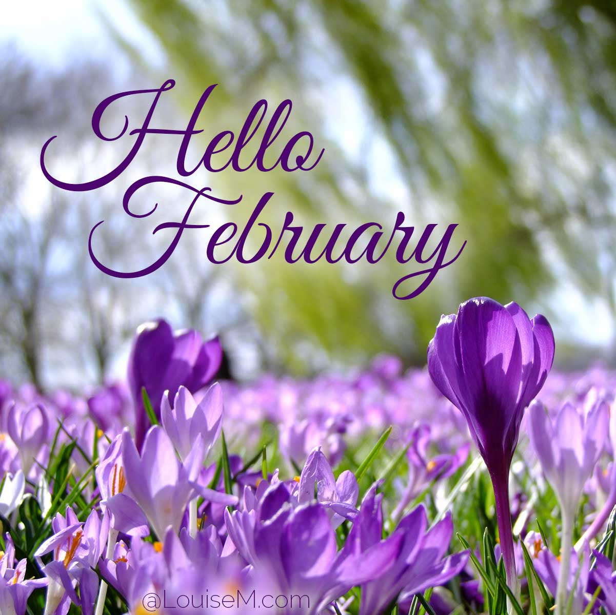 Hello February quote on photo of crocuses.