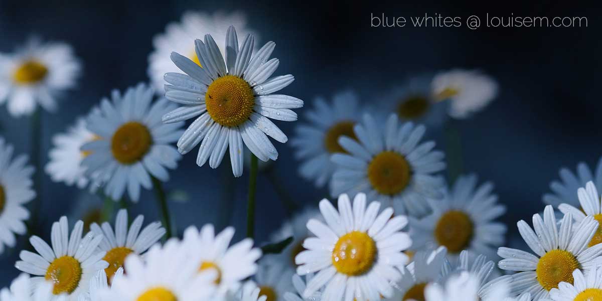 pale bluish white daisies.