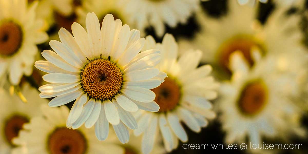 cream color daisies.