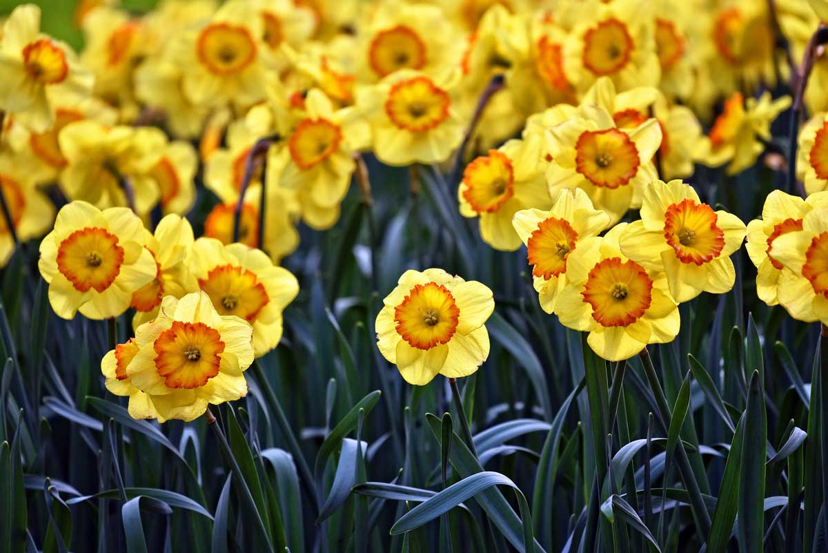 bright yellow daffodils in the winds of march.