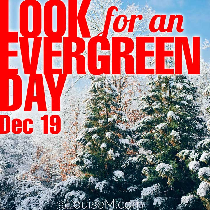 december 19 holiday look for an evergreen day on photo of snowy trees.