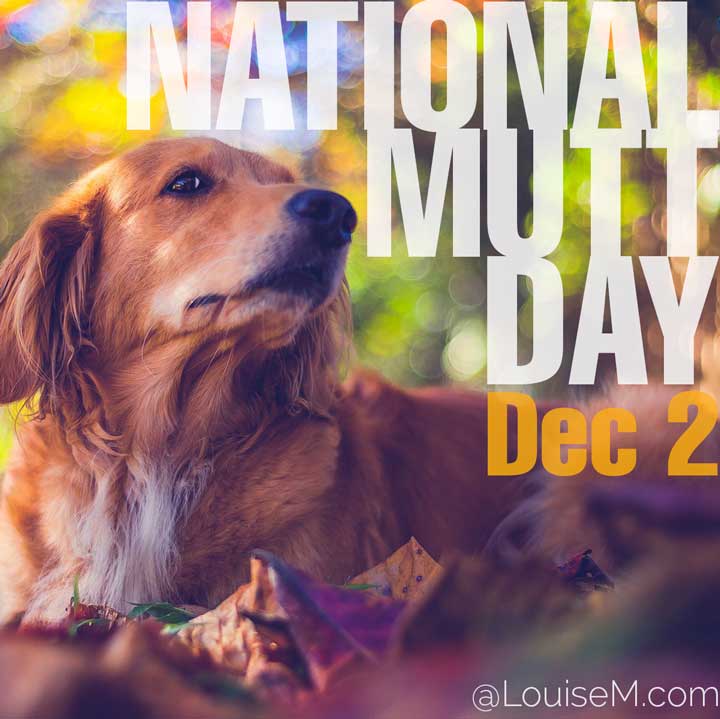 cute dog photo with text dec 2 holiday national mutt day.