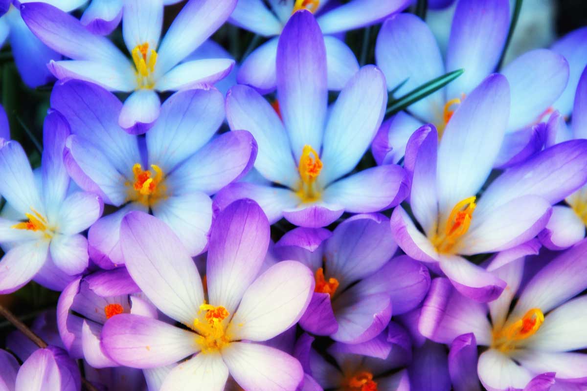 photo of crocuses.