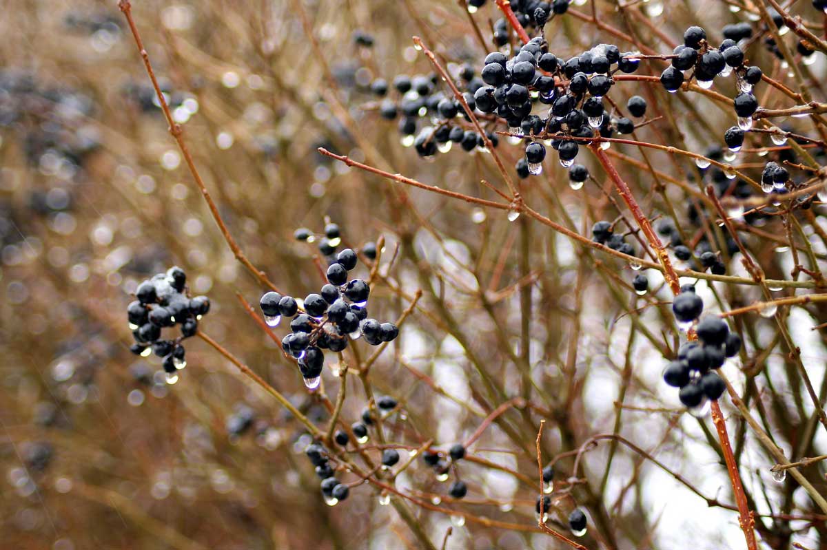 photo of frozen privet tree melting.