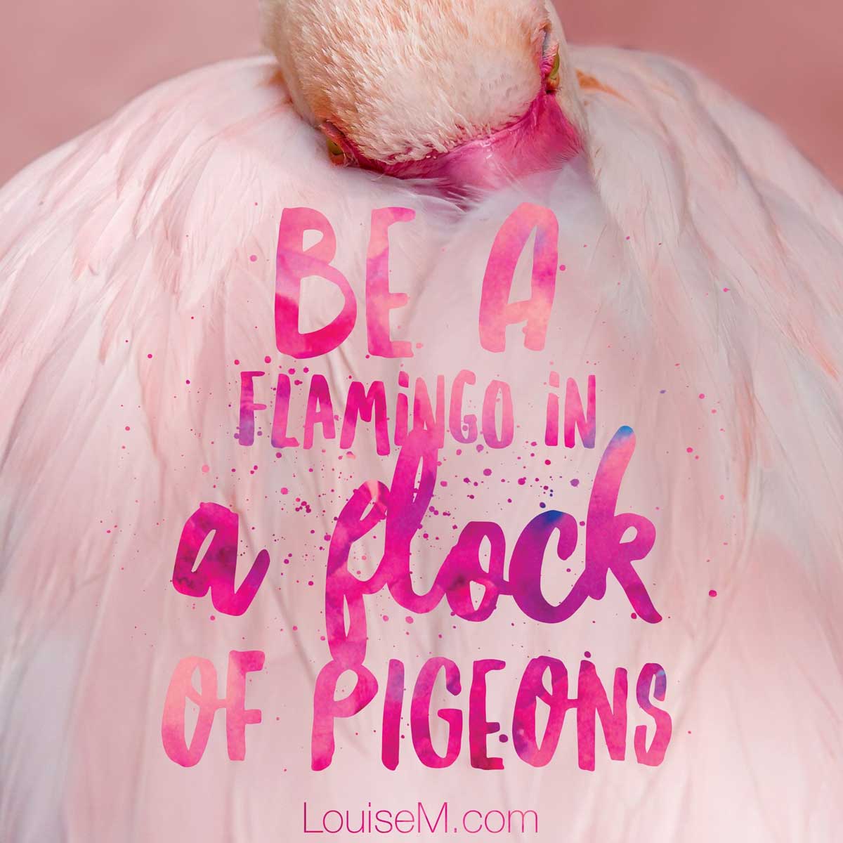 closeup of flamingo with quote, Be a flamingo in a flock of pigeons.