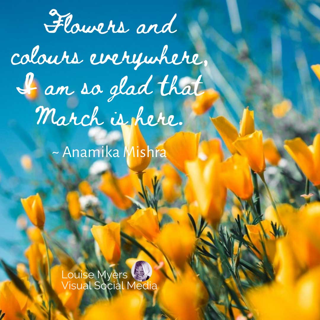 brilliant yellow poppies against azure sky with march quote about flowers and colours.