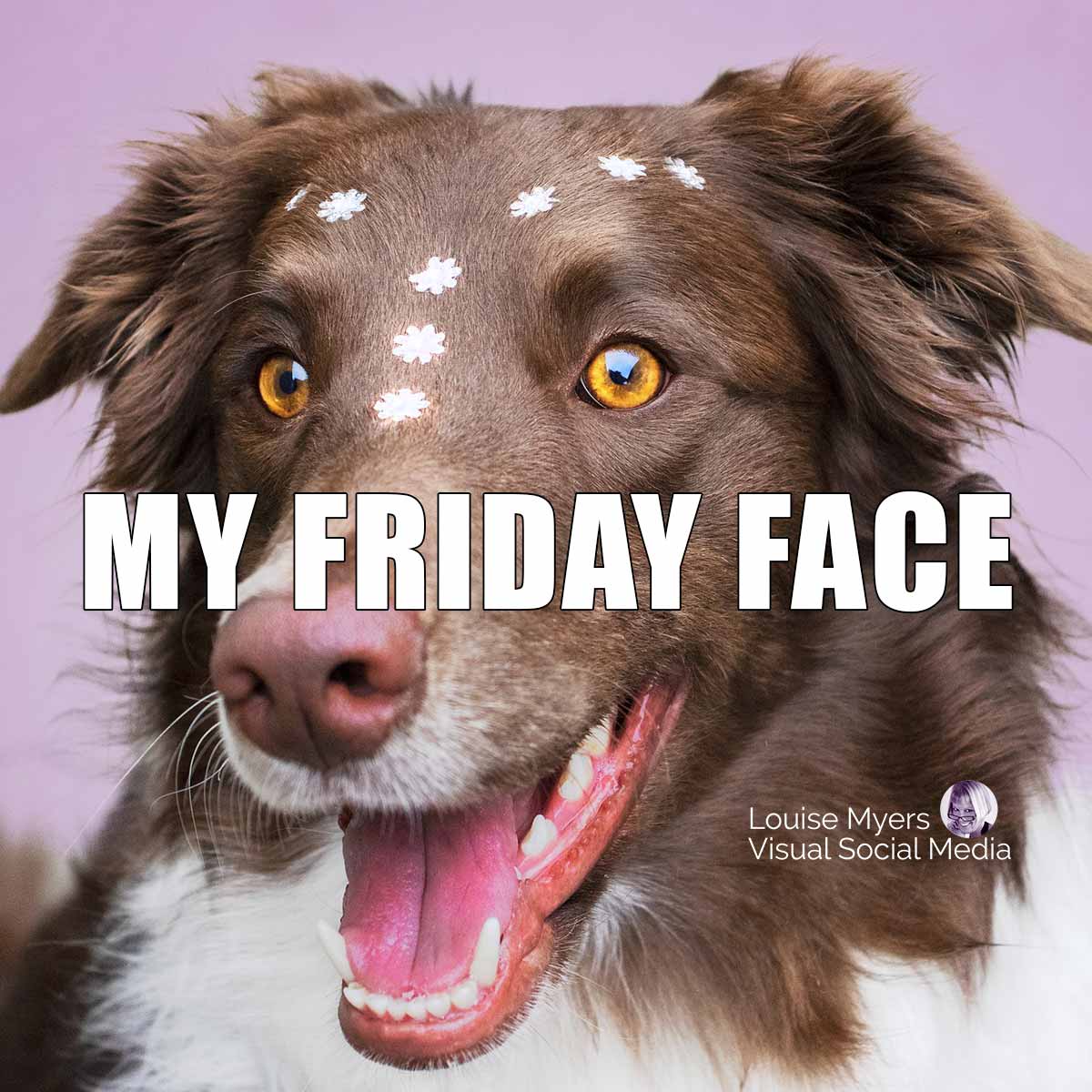 adorable smiling dog with daisies on her forehead says My Friday Face.