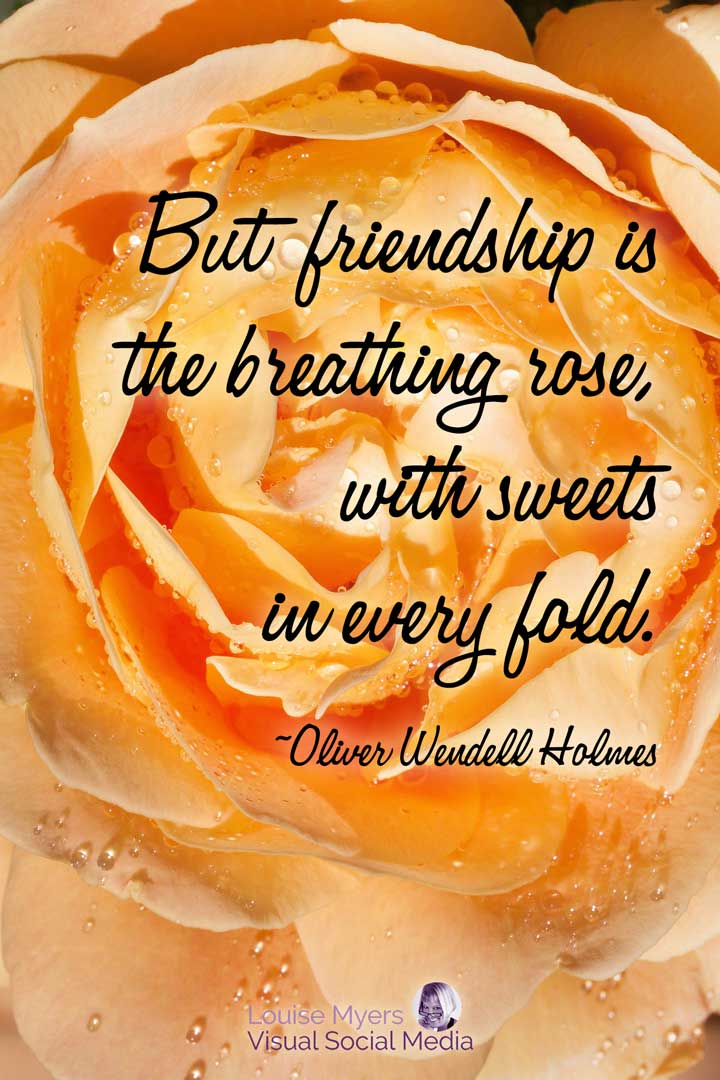 yellow rose with quote friendship is the breathing rose.