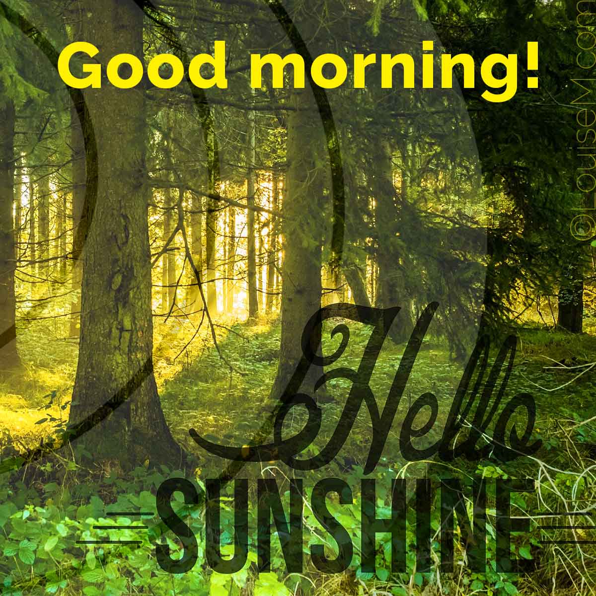 sunbeams through trees with words good morning, hello sunshine.