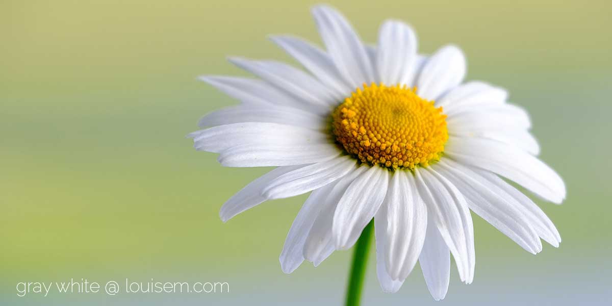 daisy on light green background.