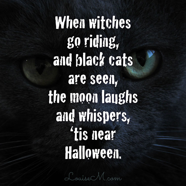 closeup of cat face with witches and black cats Halloween quote.