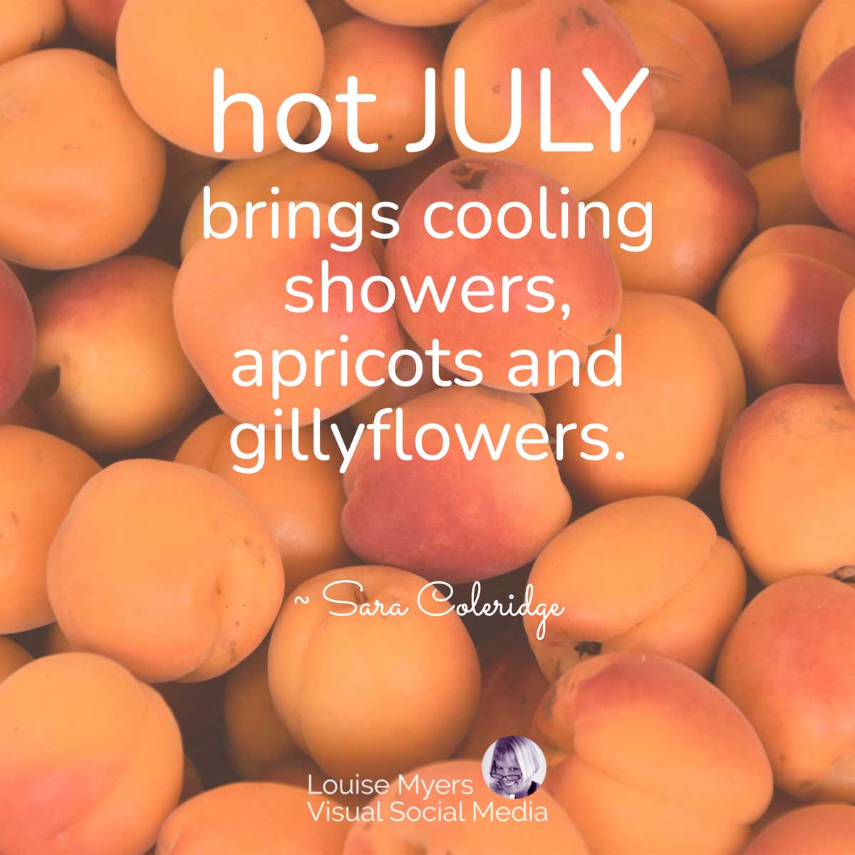 closeup of many apricots has text, Hot July brings cooling showers, apricots and gillyflowers.