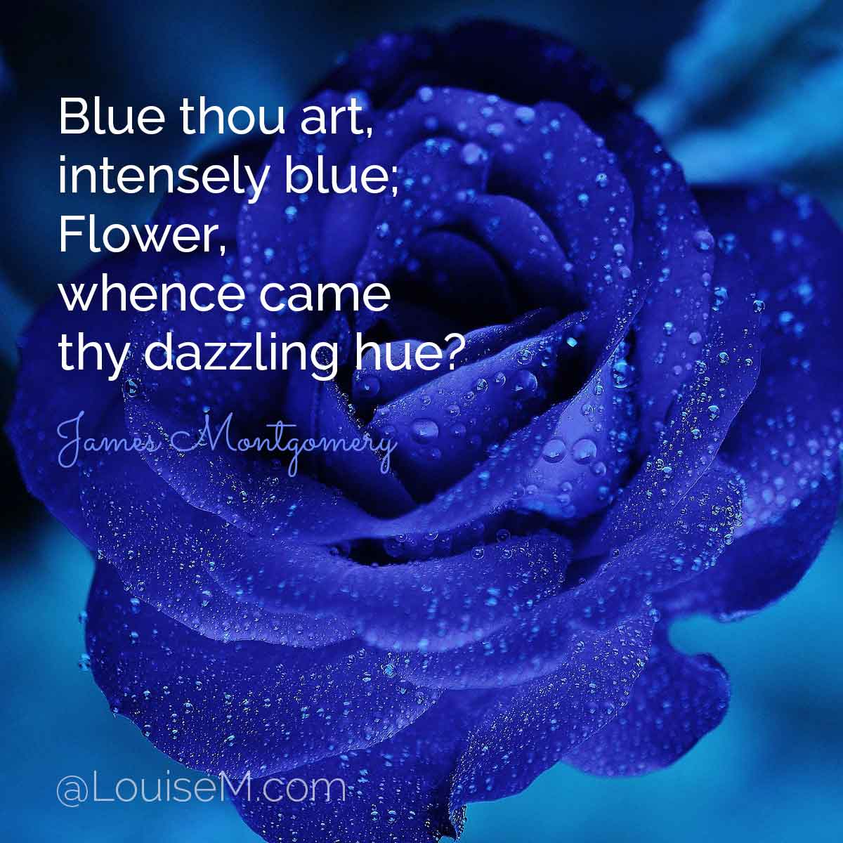 intense cobalt blue rose with words, Flower, whence came thy dazzling hue?