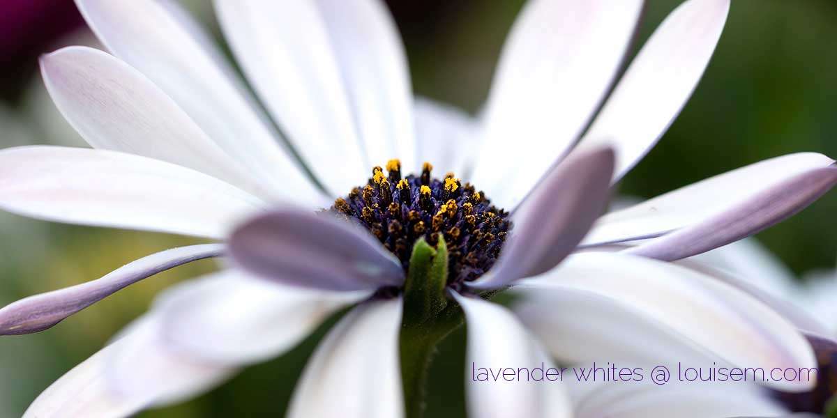 lavender to purple african daisy.