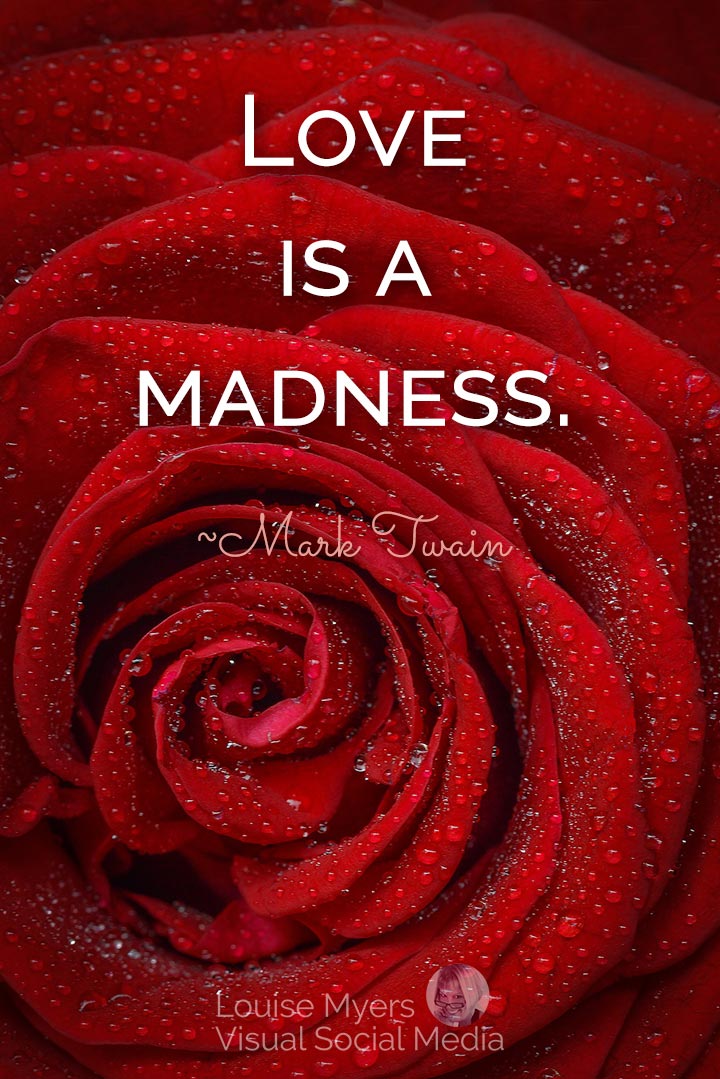 closeup of dewy red rose with text on it saying, love is a madness.