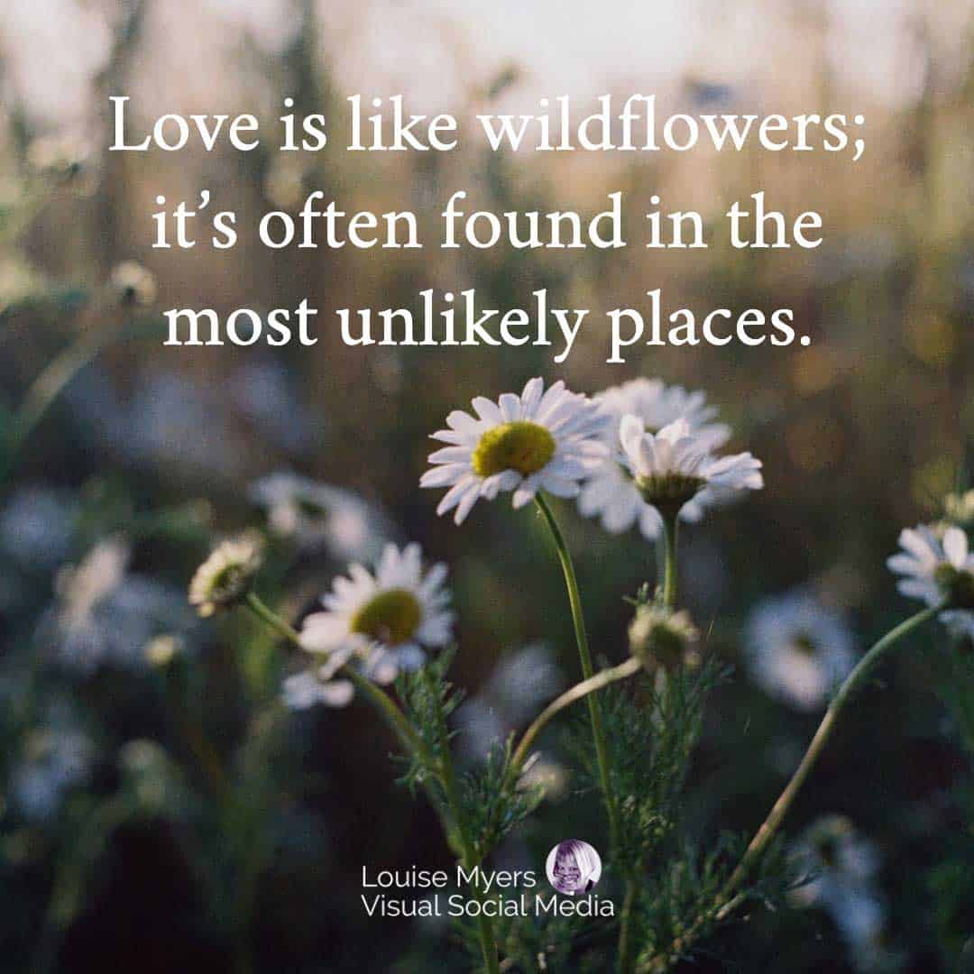 love like wildflowers quote graphic made in snappa.