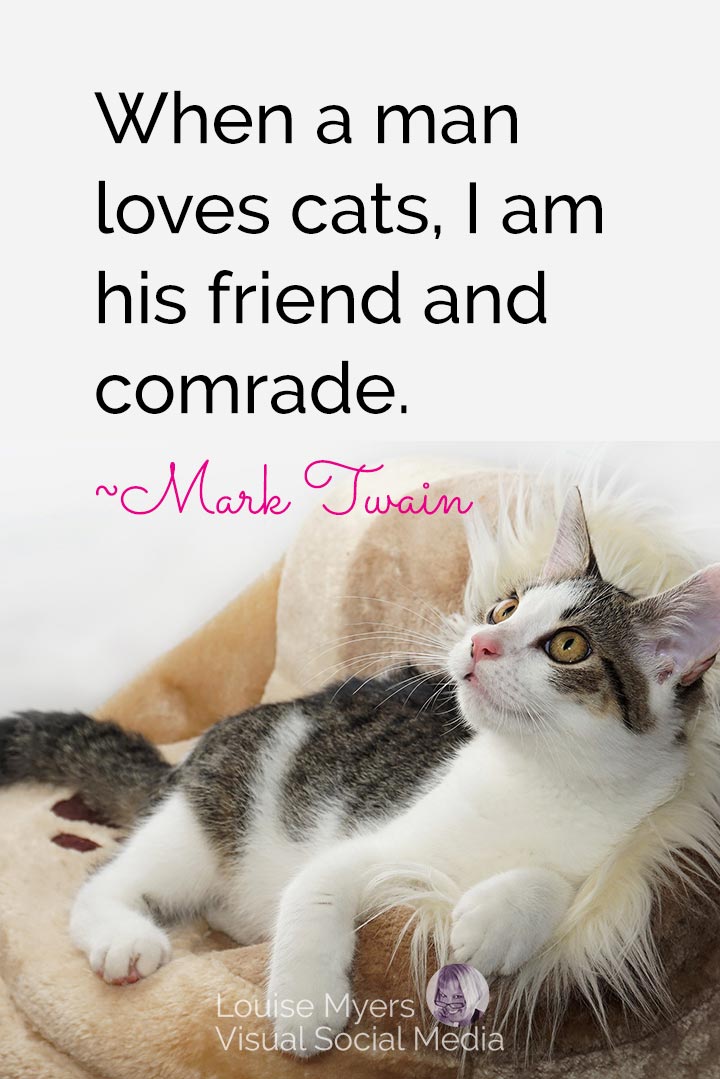 kitten on pillow looking up has Mark Twain quote, when a man loves cats I'm his friend.