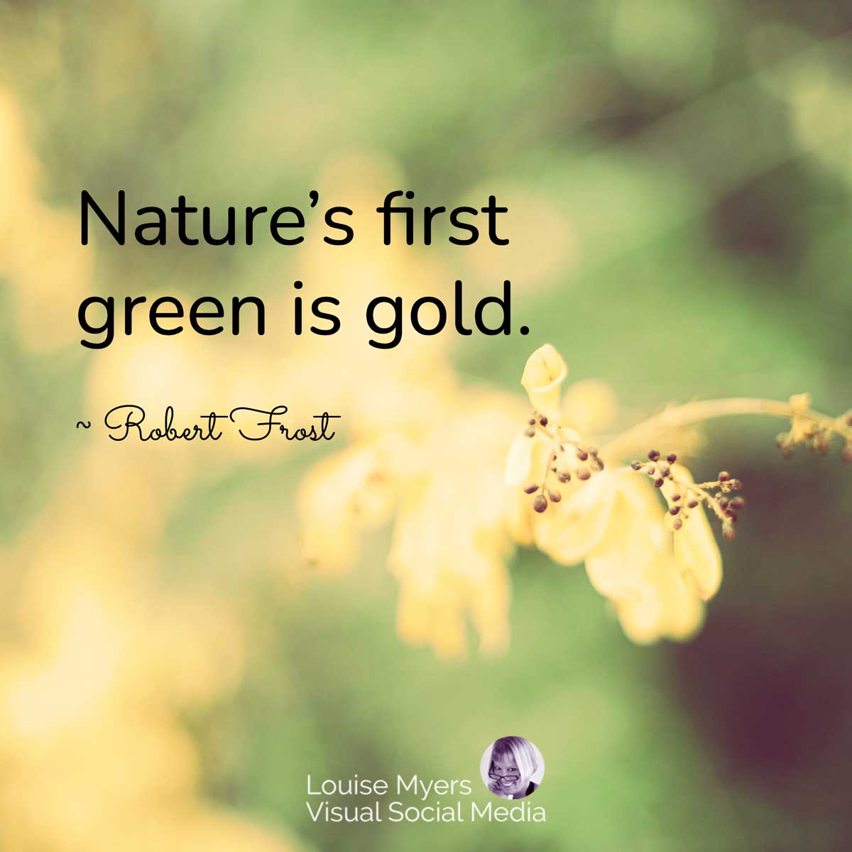 golden flowers against soft focus green landscape with quote, Nature’s first green is gold.