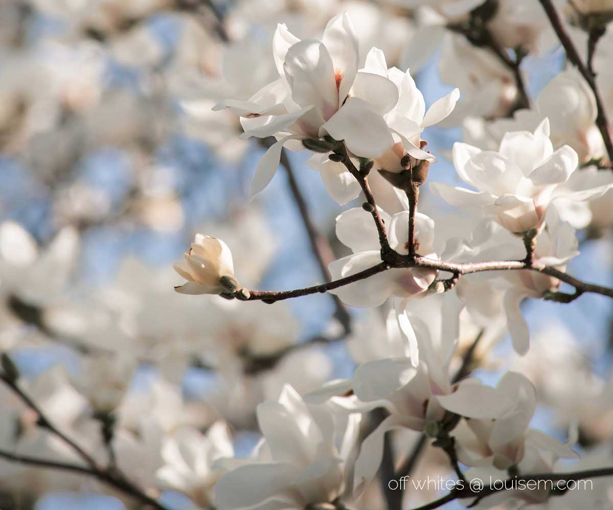 profusion of fruit blossoms in off white shades.