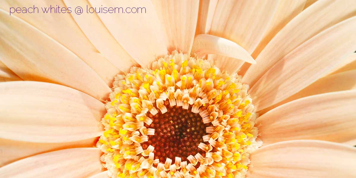 gerbera daisy closeup in palest peach.