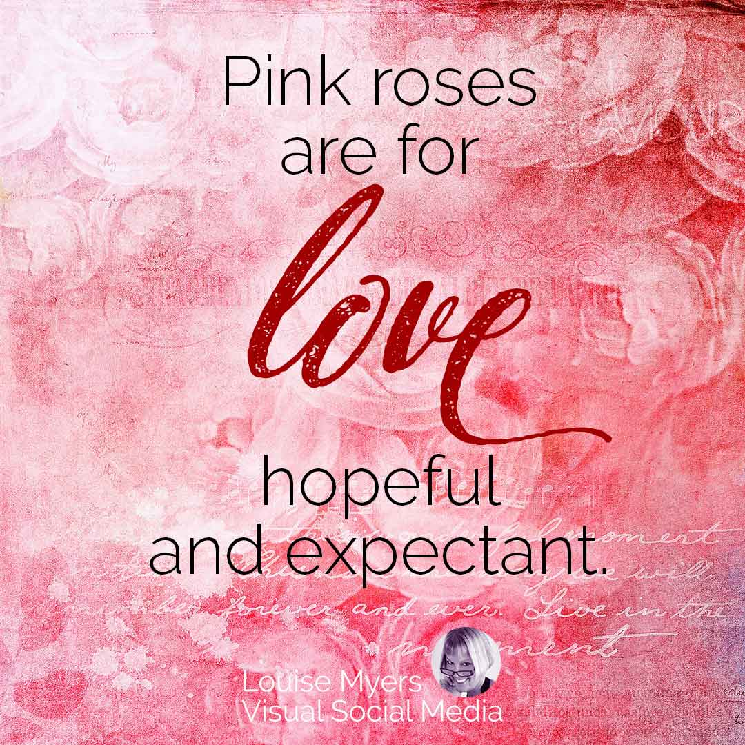 pink rose quote image says pink roses are for love hopeful and expectant.