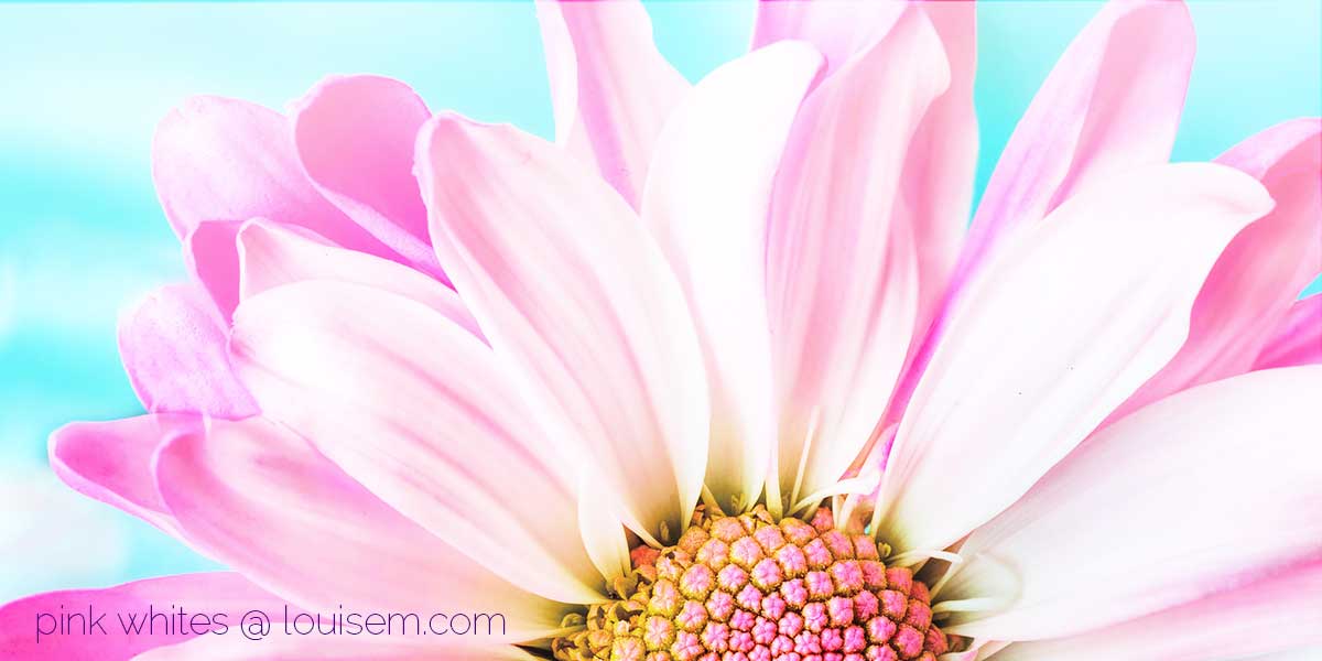 closeup of flower petals in pale pinks.