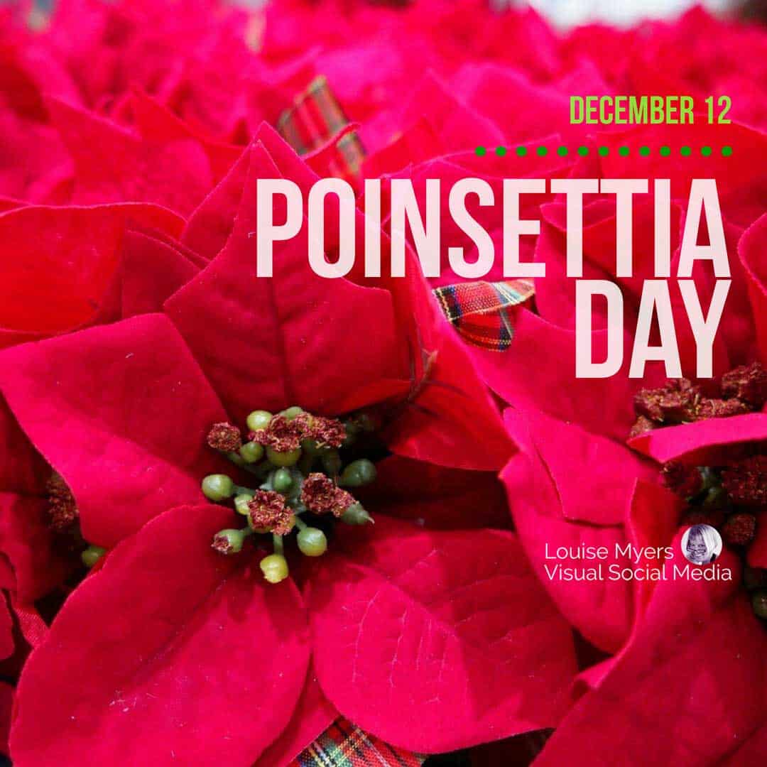 red christmas flower with paid ribbon says Poinsettia Day is December 12.