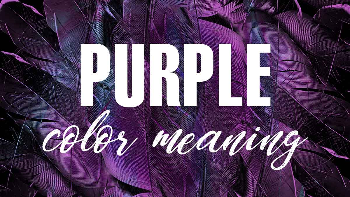 shimmering purple feather background with text purple color meaning.