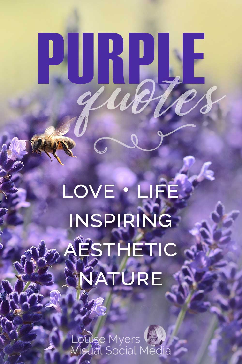 closeup of bee on lavender flowers says purple quotes, love, life, inspiring, aesthetic, nature.