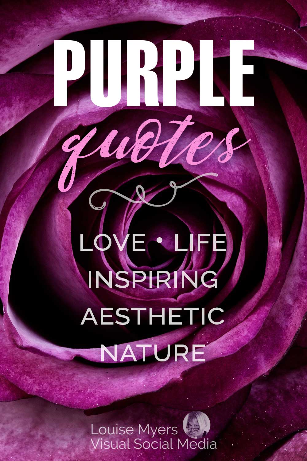 closeup of deep purple rose says purple quotes, love, life, inspiring, aesthetic, nature.