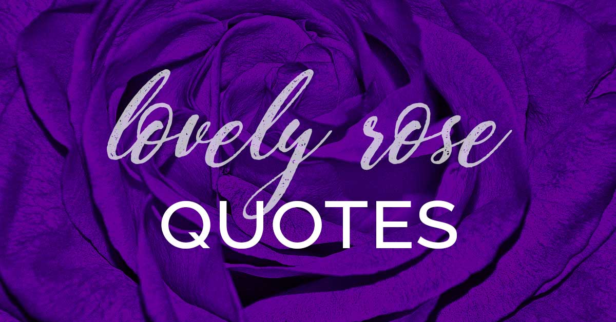 purple rose has words Lovely rose quotes.