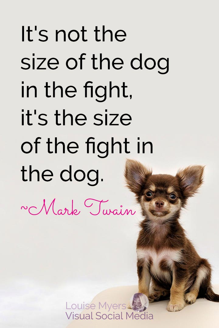 adorable tiny dog with quote, it's the size of fight in the dog.