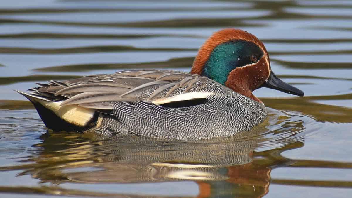 green teal duck floating in lake.