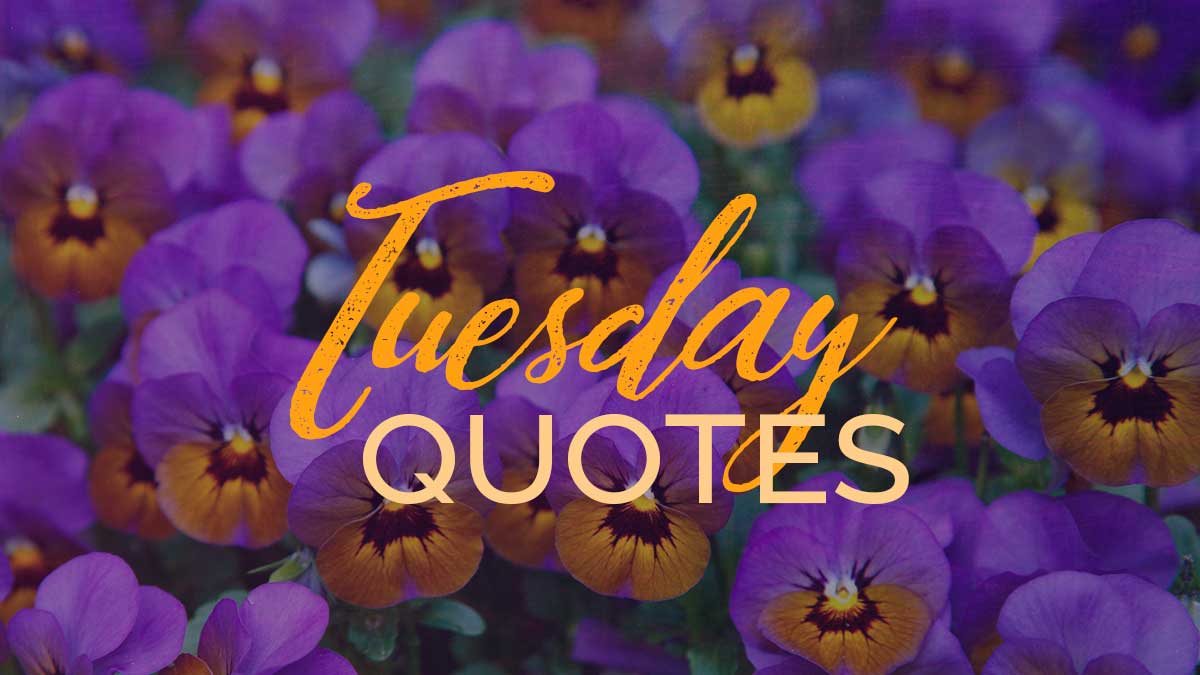 purple johnny jump up flowers was text overlay saying Tuesday quotes.